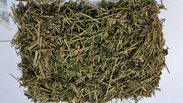 cay-bim-bip-kho-3108