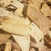 cay-mat-nhan-115 cay-mat-nhan-115