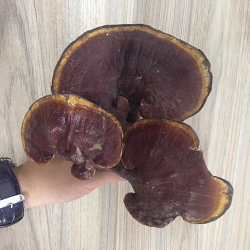 nam-lim-xanh-loai-1_1